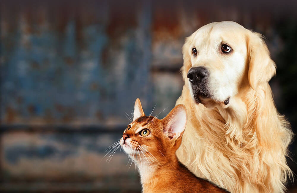 Rebel Doggy & Kitty Services