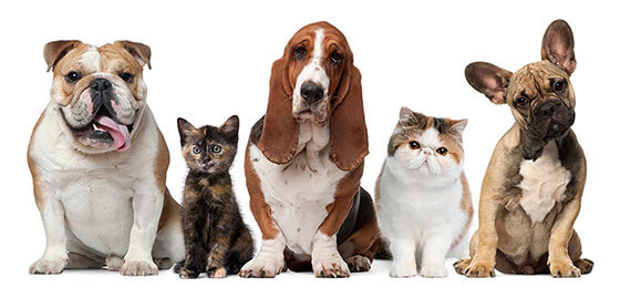 Rebel Doggy & Kitty Services